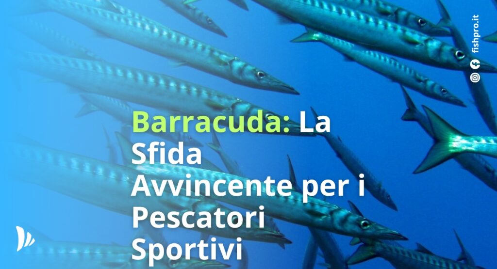 Barracuda: La Sfida Avvincente per i Pescatori Sportivi