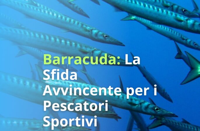 Barracuda: La Sfida Avvincente per i Pescatori Sportivi