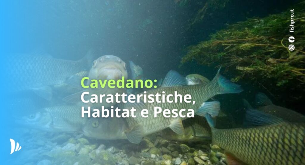 Il cavedano è uno dei tanti pesci d'acqua dolce che popolano fiumi, laghi e torrenti