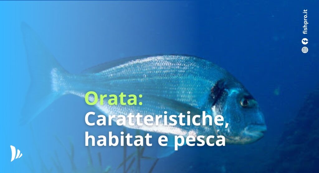 Orata nel Mediterraneo: Orata: Caratteristiche, Habitat e Pesca