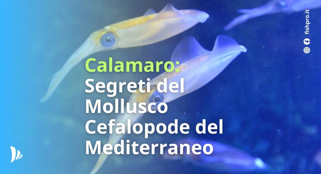 calamaro: segreti del mollusco cefalopode del mediterraneo