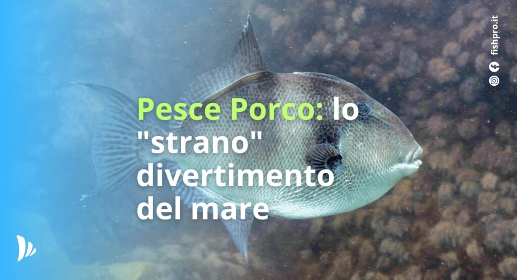 Pesce Porco: Una guida approfondita che svela la sua affascinante biologia e la falsa reputazione di non commestibilità.