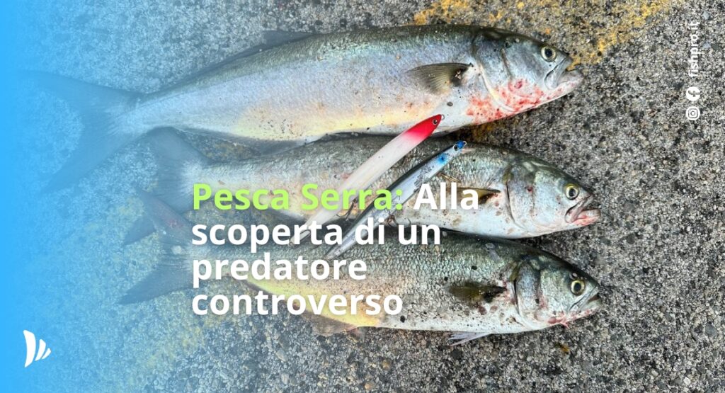 il pesce serra è uno dei predatori marini più entusiasmanti in assoluto.