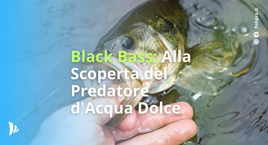 Black Bass: Alla Scoperta del Predatore d'Acqua Dolce