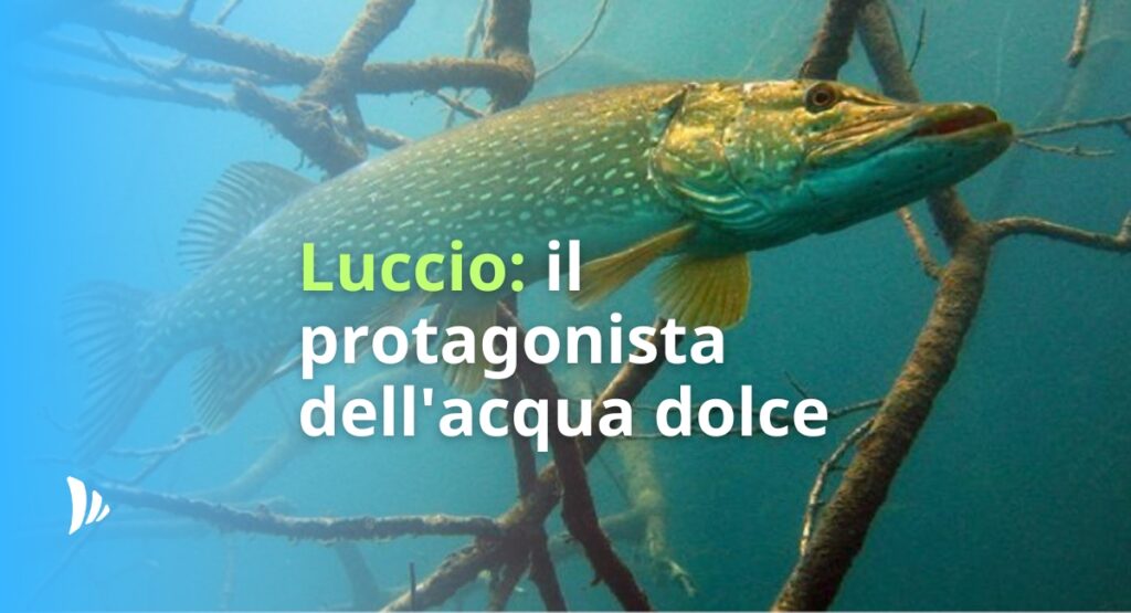 articolo di blog sul luccio