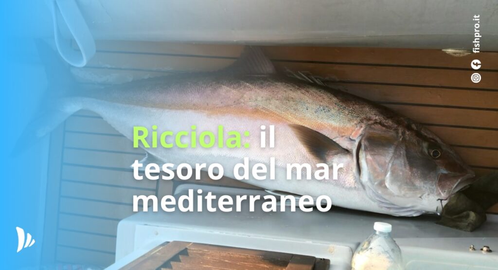 Ricciola: il tesoro del mar mediterraneo