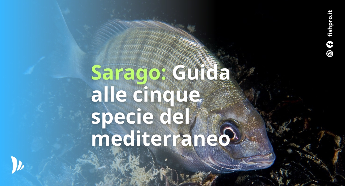 Sarago: Guida alle cinque specie del mediterraneo