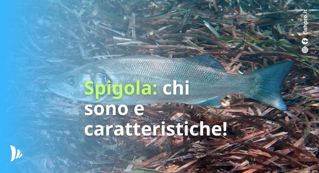 Spigola: chi sono e caratteristiche!