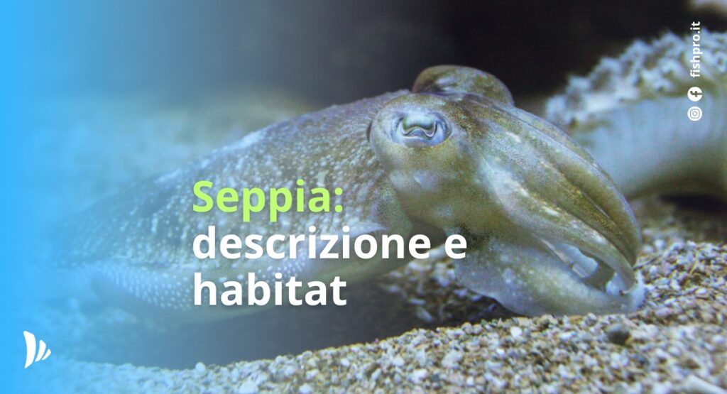 seppia: descrizione e habitat