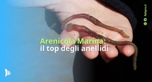 arenicola