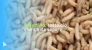 il bigattino: una delle esche preferite