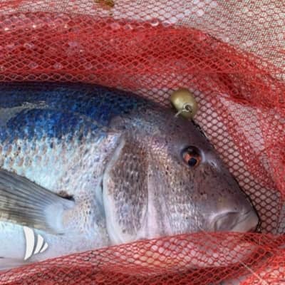 pesca dentice con palluccella