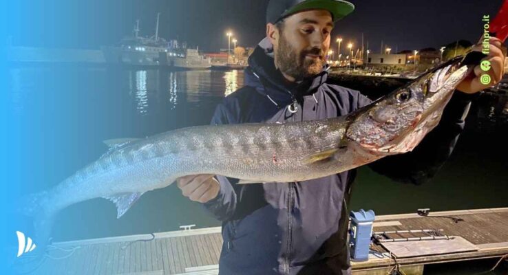 pesca al barracuda a spinning