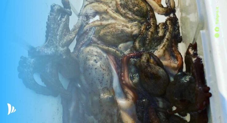 come pescare il polpo da riva e dalla barca