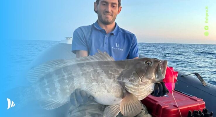 pesca alla cernia a slow pitch