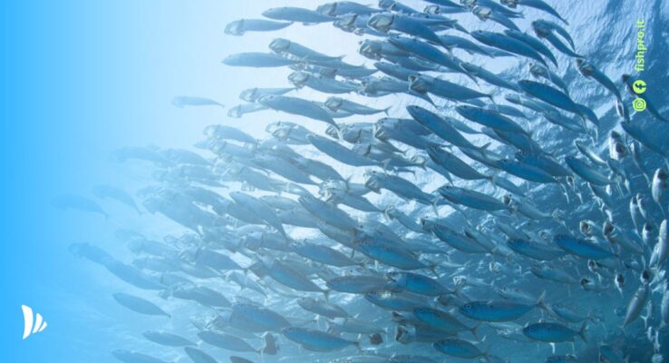 pesca sgombro