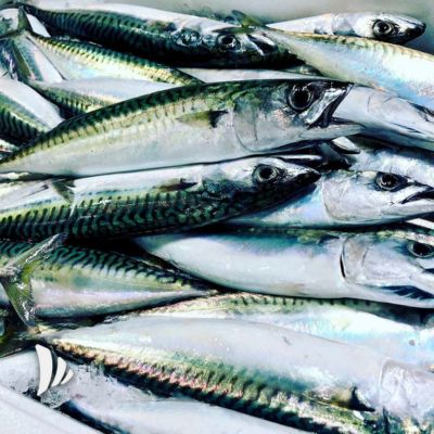 pescata a sgombri