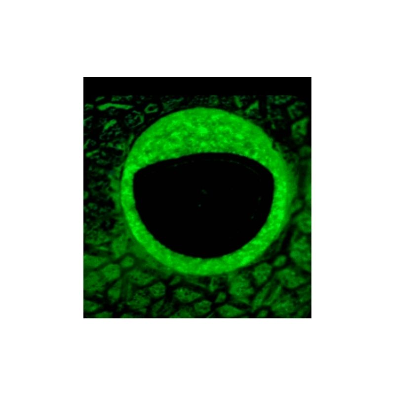 misaki ebi kaji occhio fosfo