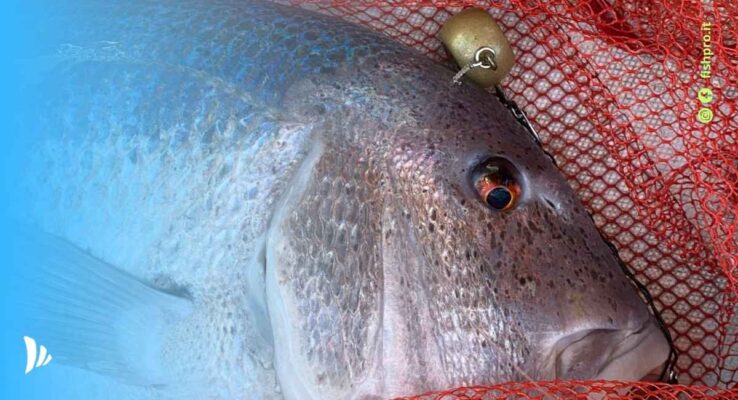 tecnica di pesca con la palluccella