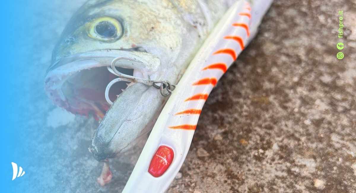 guida alla pesca al pesce serra